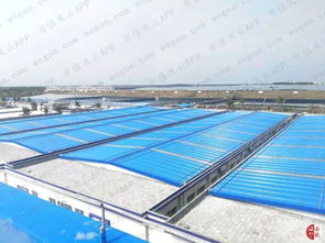 對蝦大王國聯水產財務疑團 風云獨立審計下的水產養殖業警示